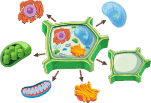 احياء [converted]